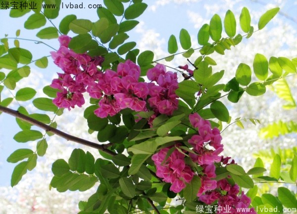 <a href='http://m.wuzhouwash.com/linmuzhongzi/1734.html' target='_blank'>紅花槐</a><a href='http://m.wuzhouwash.com/' target='_blank'>種子</a>