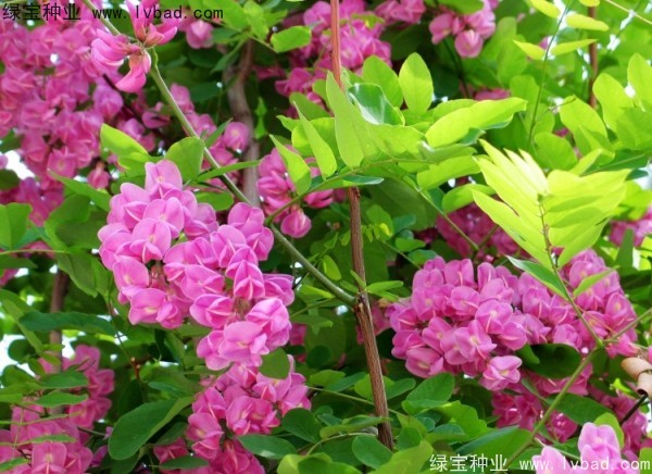 <a href='http://m.wuzhouwash.com/linmuzhongzi/1734.html' target='_blank'>紅花槐</a>種子