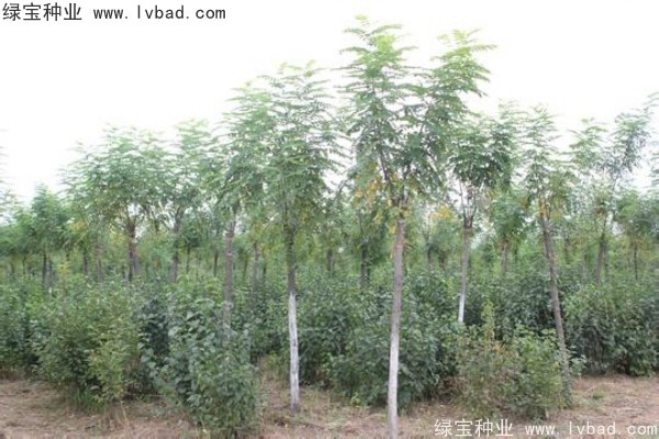 紅花槐種子