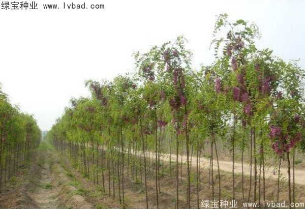 紅花槐種子