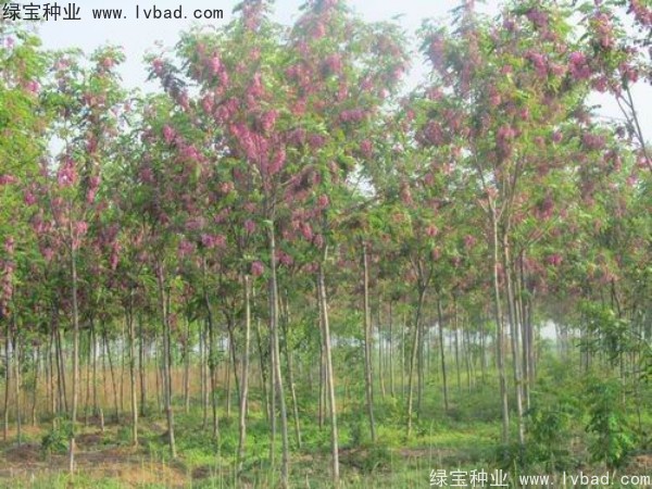 <a href='http://m.wuzhouwash.com/yaocaizhongzi/2335.html' target='_blank'>紅花</a>槐種子