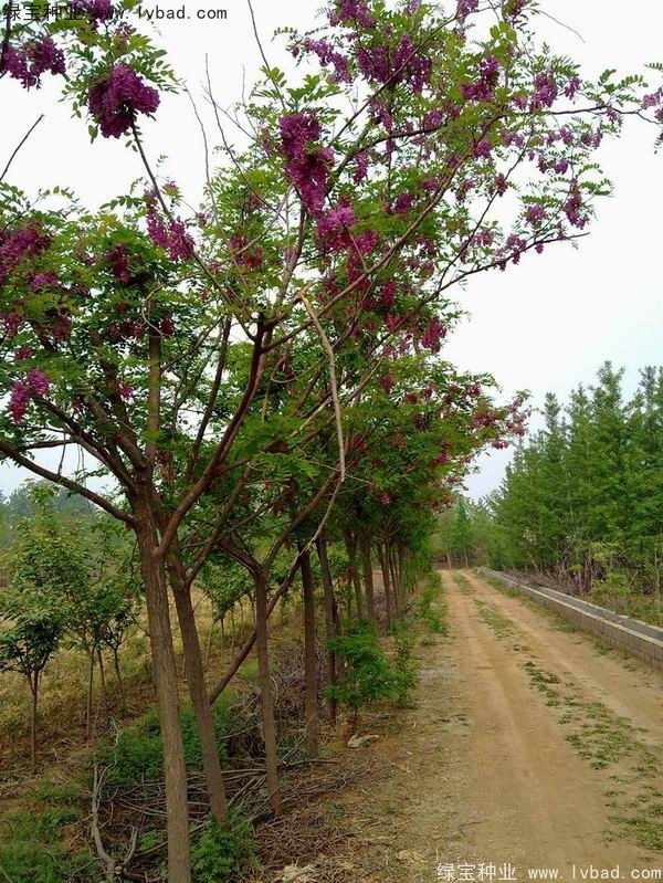 <a href='http://m.wuzhouwash.com/linmuzhongzi/1734.html' target='_blank'>紅花槐種子</a>