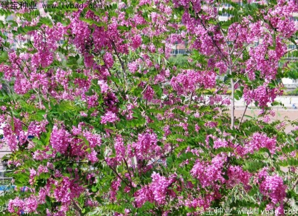 <a href='http://m.wuzhouwash.com/yaocaizhongzi/2335.html' target='_blank'>紅花</a>槐<a href='http://m.wuzhouwash.com/' target='_blank'>種子</a>