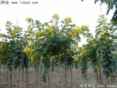 黃花槐種子