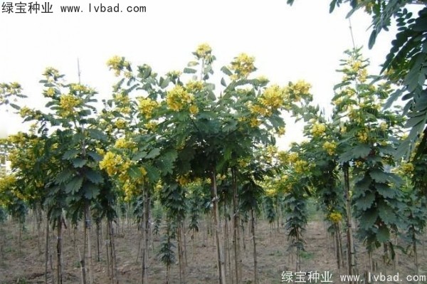 <a href='http://m.wuzhouwash.com/linmuzhongzi/1735.html' target='_blank'>黃花槐種子</a>