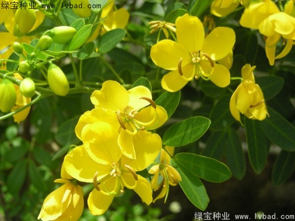 黃花槐種子