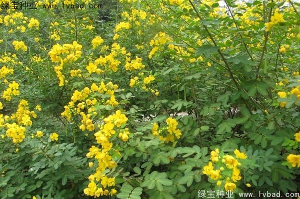 黃花槐種子