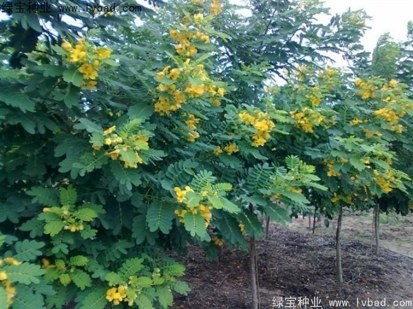 黃花槐種子