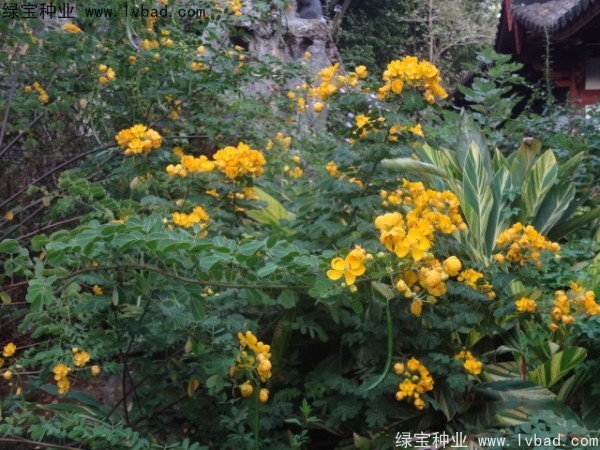 黃花槐種子