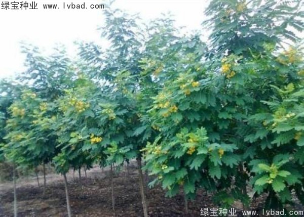 <a href='http://m.wuzhouwash.com/linmuzhongzi/1735.html' target='_blank'>黃花槐種子</a>