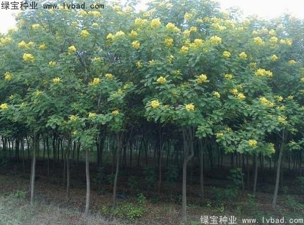 <a href='http://m.wuzhouwash.com/linmuzhongzi/1735.html' target='_blank'>黃花槐種子</a>