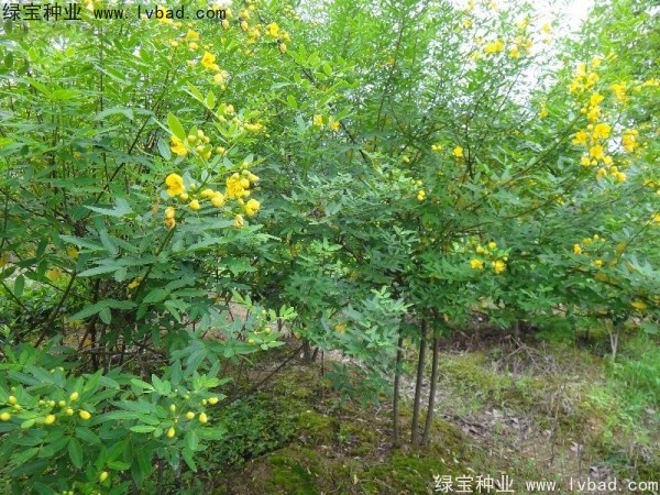 黃花槐<a href='http://m.wuzhouwash.com/' target='_blank'>種子</a>