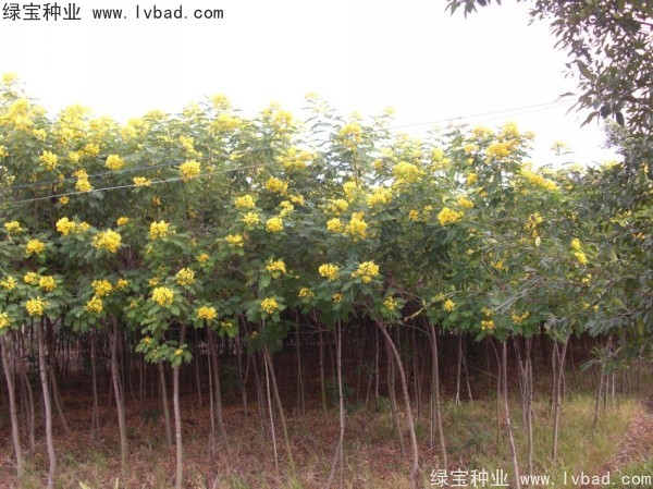 黃花槐<a href='http://m.wuzhouwash.com/' target='_blank'>種子</a>
