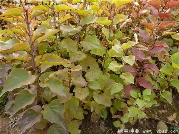 暴馬<a href='http://m.wuzhouwash.com/linmuzhongzi/1713.html' target='_blank'>丁香種子</a>