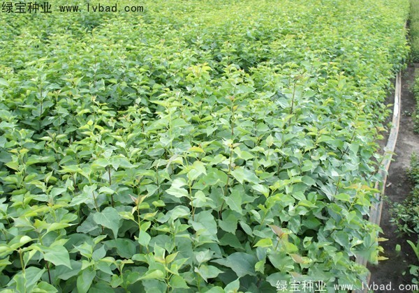 <a href='http://m.wuzhouwash.com/linmuzhongzi/1737.html' target='_blank'>暴馬丁香</a><a href='http://m.wuzhouwash.com/' target='_blank'>種子</a>
