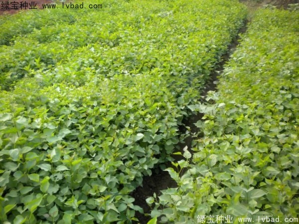 <a href='http://m.wuzhouwash.com/linmuzhongzi/1737.html' target='_blank'>暴馬丁香種子</a>