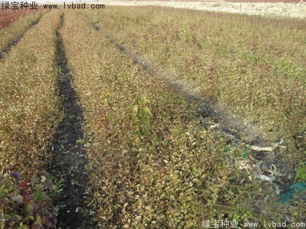 <a href='http://m.wuzhouwash.com/linmuzhongzi/1737.html' target='_blank'>暴馬丁香種子</a>
