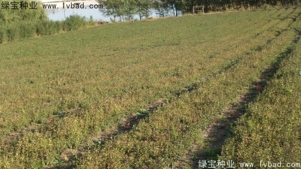 <a href='http://m.wuzhouwash.com/linmuzhongzi/1737.html' target='_blank'>暴馬丁香</a><a href='http://m.wuzhouwash.com/' target='_blank'>種子</a>