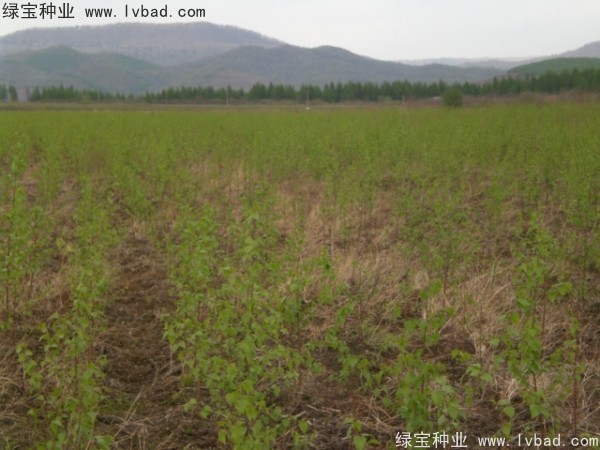 白樺<a href='http://m.wuzhouwash.com/' target='_blank'>種子</a>