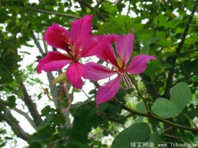 羊蹄甲種子