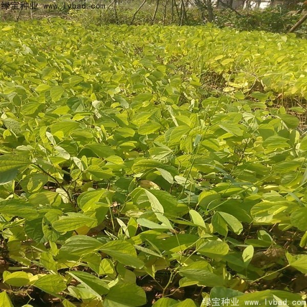羊蹄甲<a href='http://m.wuzhouwash.com/' target='_blank'>種子</a>