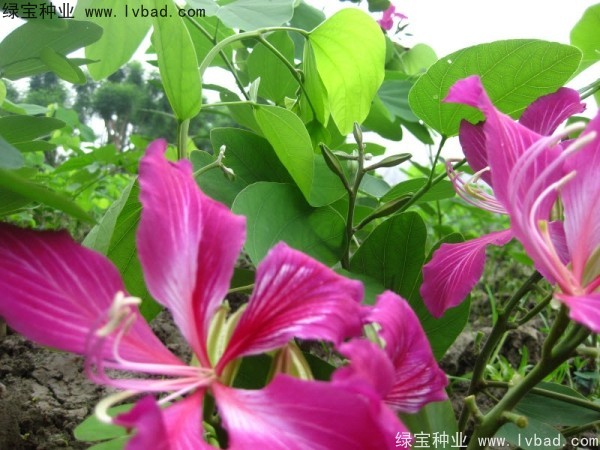 <a href='http://m.wuzhouwash.com/linmuzhongzi/1739.html' target='_blank'>羊蹄甲種子</a>