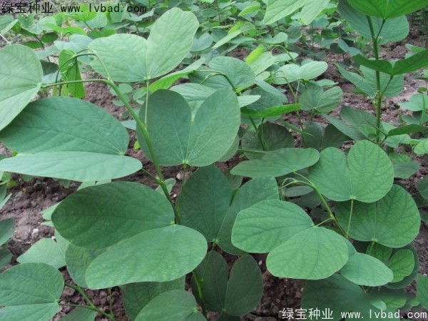 <a href='http://m.wuzhouwash.com/linmuzhongzi/1739.html' target='_blank'>羊蹄甲</a><a href='http://m.wuzhouwash.com/' target='_blank'>種子</a>