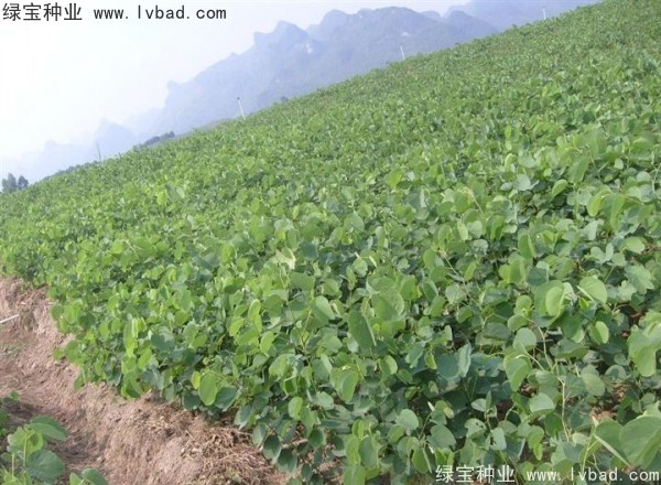 <a href='http://m.wuzhouwash.com/linmuzhongzi/1739.html' target='_blank'>羊蹄甲種子</a>