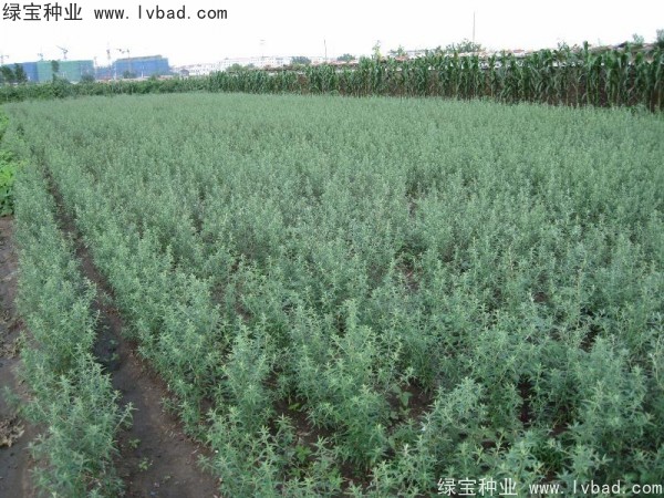 <a href='http://m.wuzhouwash.com/linmuzhongzi/1740.html' target='_blank'>沙棘種子</a>