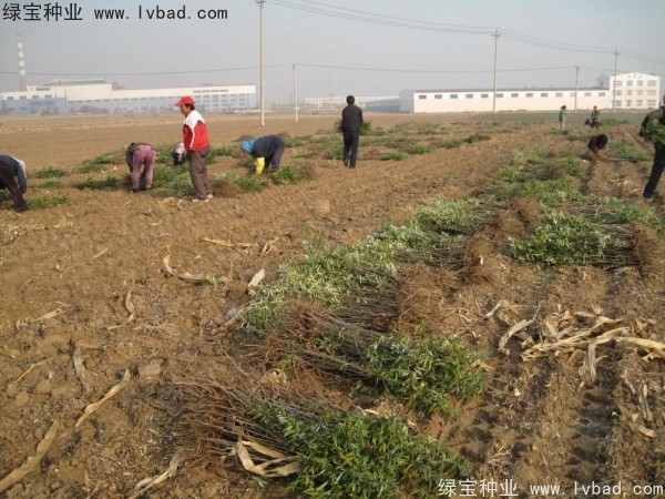 沙棘<a href='http://m.wuzhouwash.com/' target='_blank'>種子</a>