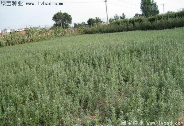 沙棘<a href='http://m.wuzhouwash.com/' target='_blank'>種子</a>