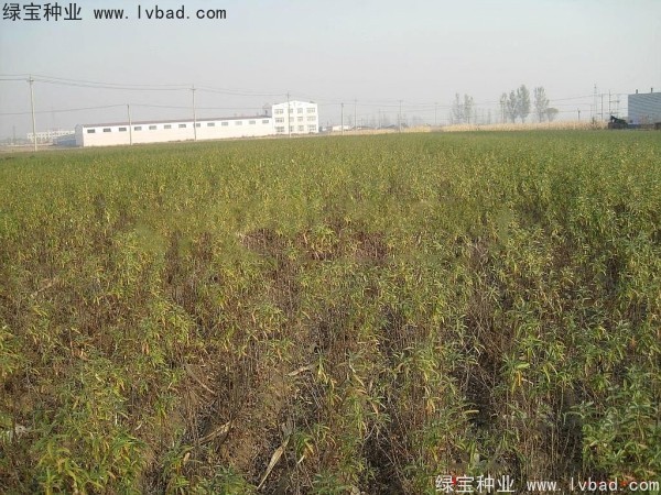 <a href='http://m.wuzhouwash.com/linmuzhongzi/1740.html' target='_blank'>沙棘種子</a>