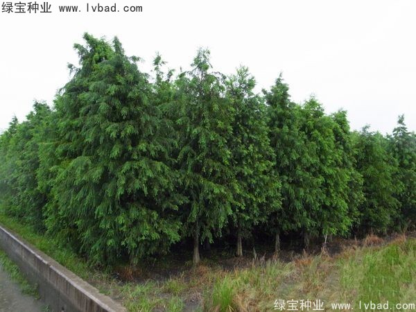 <a href='http://m.wuzhouwash.com/linmuzhongzi/1741.html' target='_blank'>落羽杉</a><a href='http://m.wuzhouwash.com/' target='_blank'>種子</a>
