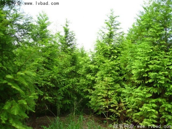 落羽杉<a href='http://m.wuzhouwash.com/' target='_blank'>種子</a>