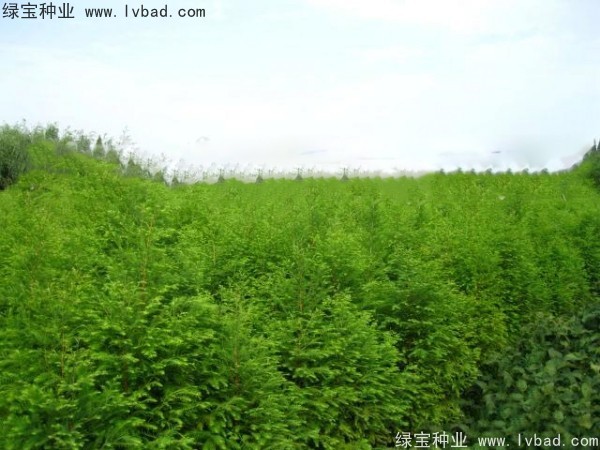 <a href='http://m.wuzhouwash.com/linmuzhongzi/1741.html' target='_blank'>落羽杉種子</a>