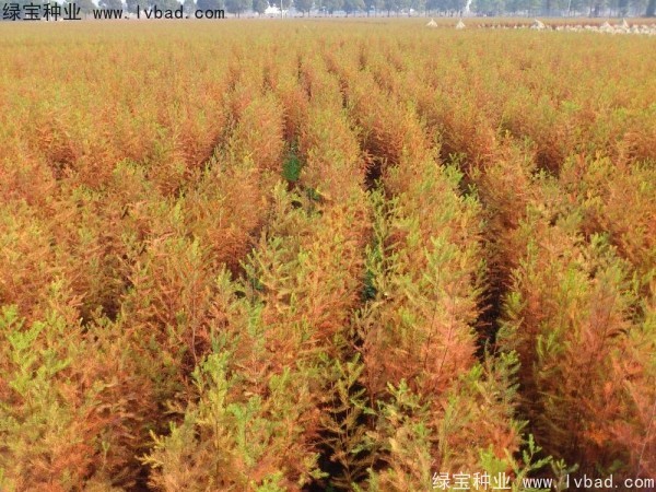 <a href='http://m.wuzhouwash.com/linmuzhongzi/1741.html' target='_blank'>落羽杉種子</a>