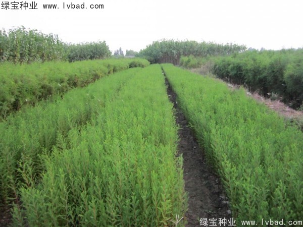 落羽杉<a href='http://m.wuzhouwash.com/' target='_blank'>種子</a>