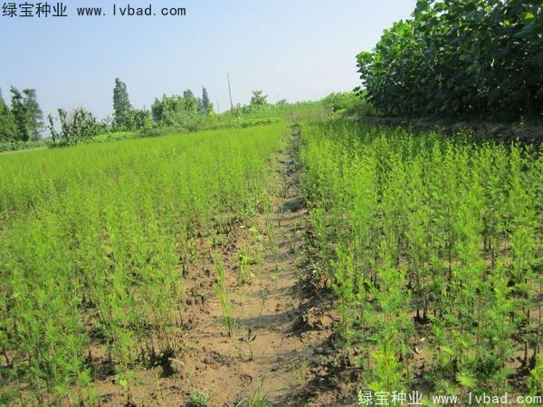 落羽杉種子