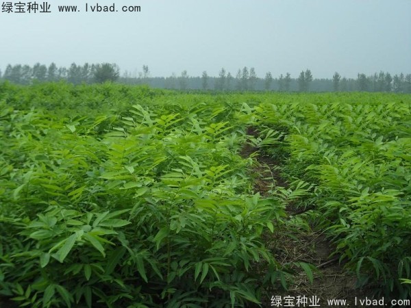 <a href='http://m.wuzhouwash.com/linmuzhongzi/1742.html' target='_blank'>無患子</a><a href='http://m.wuzhouwash.com/' target='_blank'>種子</a>