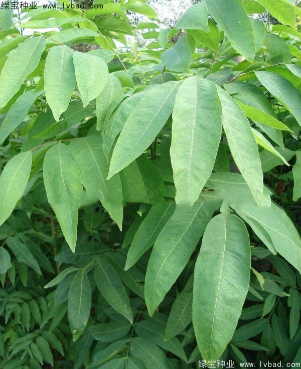 無患子<a href='http://m.wuzhouwash.com/' target='_blank'>種子</a>