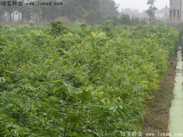 無患子<a href='http://m.wuzhouwash.com/' target='_blank'>種子</a>