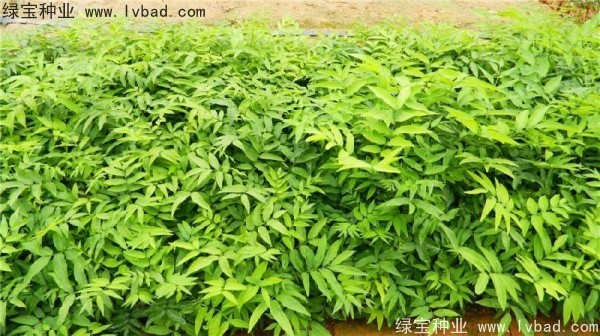 <a href='http://m.wuzhouwash.com/linmuzhongzi/1742.html' target='_blank'>無患子種子</a>