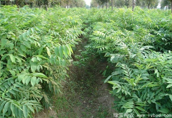 <a href='http://m.wuzhouwash.com/linmuzhongzi/1742.html' target='_blank'>無患子種子</a>