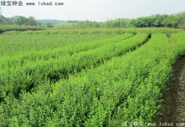 <a href='http://m.wuzhouwash.com/linmuzhongzi/1743.html' target='_blank'>小葉女貞種子</a>