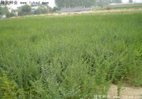 <a href='http://m.wuzhouwash.com/linmuzhongzi/1743.html' target='_blank'>小葉女貞種子</a>
