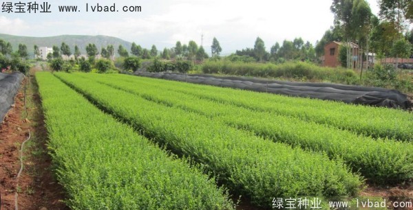 <a href='http://m.wuzhouwash.com/linmuzhongzi/1743.html' target='_blank'>小葉女貞</a><a href='http://m.wuzhouwash.com/' target='_blank'>種子</a>