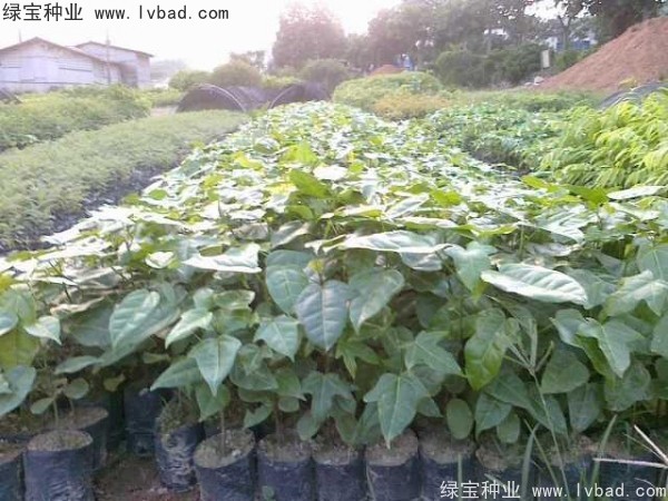 <a href='http://m.wuzhouwash.com/linmuzhongzi/1744.html' target='_blank'>澳洲火焰木種子</a>