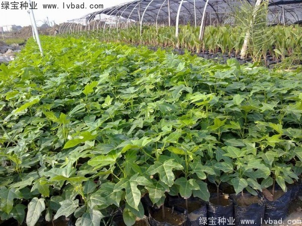 <a href='http://m.wuzhouwash.com/linmuzhongzi/1744.html' target='_blank'>澳洲火焰木</a><a href='http://m.wuzhouwash.com/' target='_blank'>種子</a>