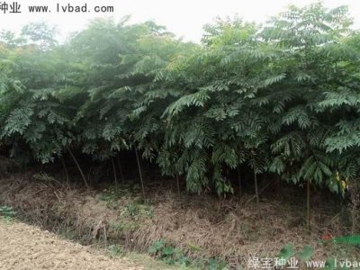 黃山欒樹(shù)種子