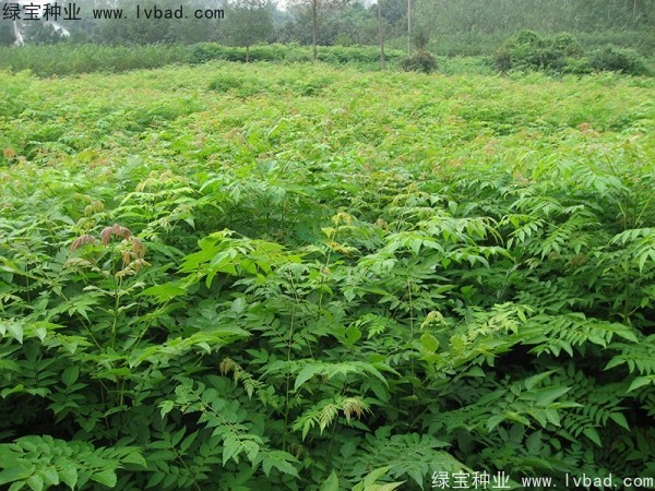 黃山<a href='http://m.wuzhouwash.com/linmuzhongzi/1710.html' target='_blank'>欒樹種子</a>